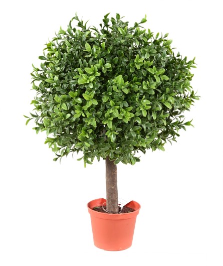 BOXWOOD BALL NEW