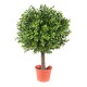 BOXWOOD BALL NEW