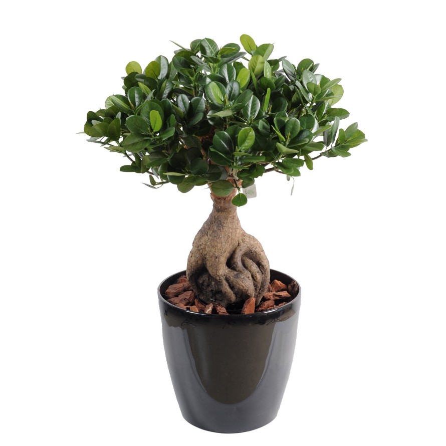 FICUS PANDA GINSENG