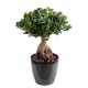 FICUS PANDA GINSENG