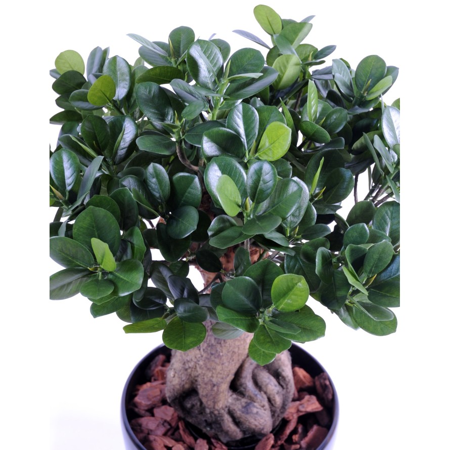 FICUS PANDA GINSENG