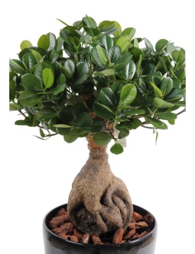 FICUS PANDA GINSENG