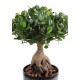 FICUS PANDA GINSENG