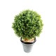 BOXWOOD BALL NEW