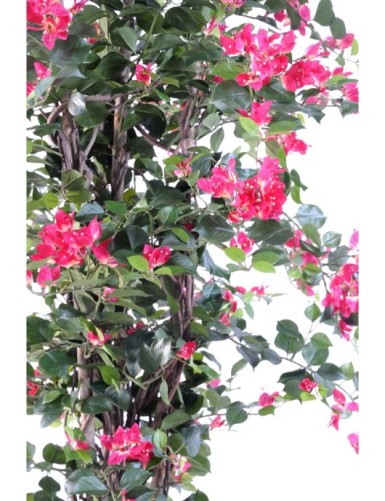 BOUGAINVILLEA NEW LIANAS