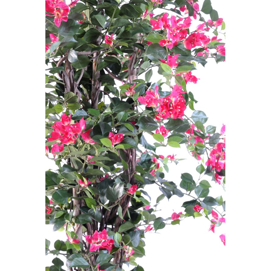 BOUGAINVILLEA NEW LIANAS