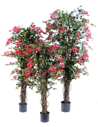 BOUGAINVILLEA NEW LIANAS