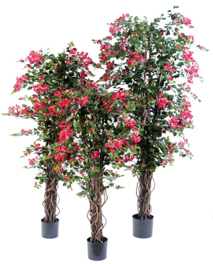 BOUGAINVILLEE NEW LIANES