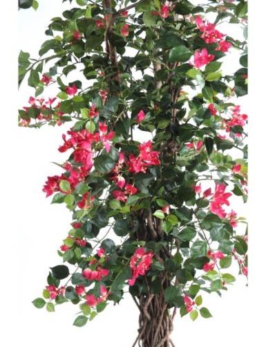 BOUGAINVILLEA NEW LIANAS