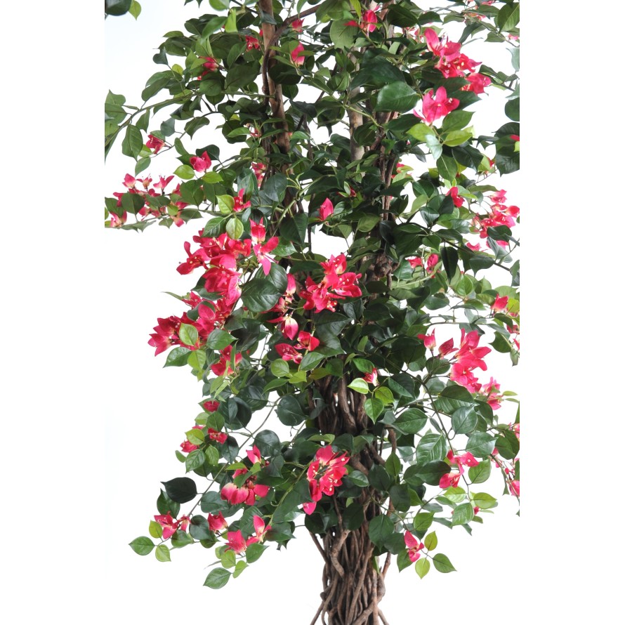 BOUGAINVILLEA NEW LIANAS