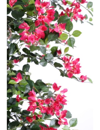 BOUGAINVILLEA NEW LIANAS