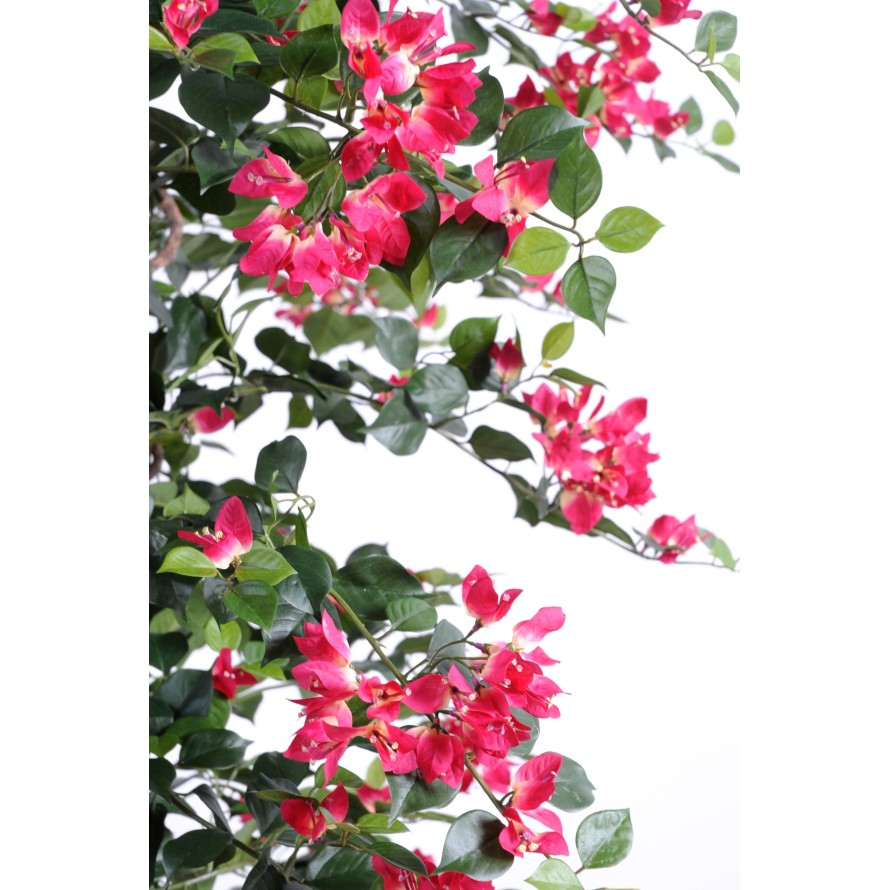 BOUGAINVILLEA NEW LIANAS