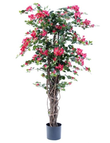 BOUGAINVILLEA NEW LIANAS