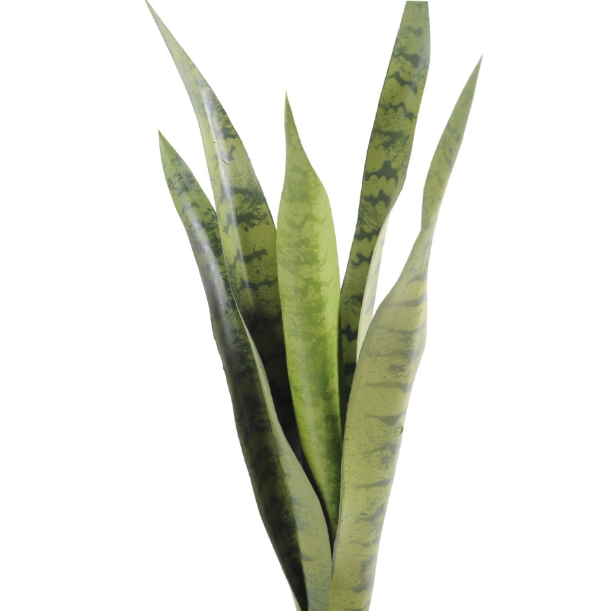 SANSEVIERIA PIQUET MM