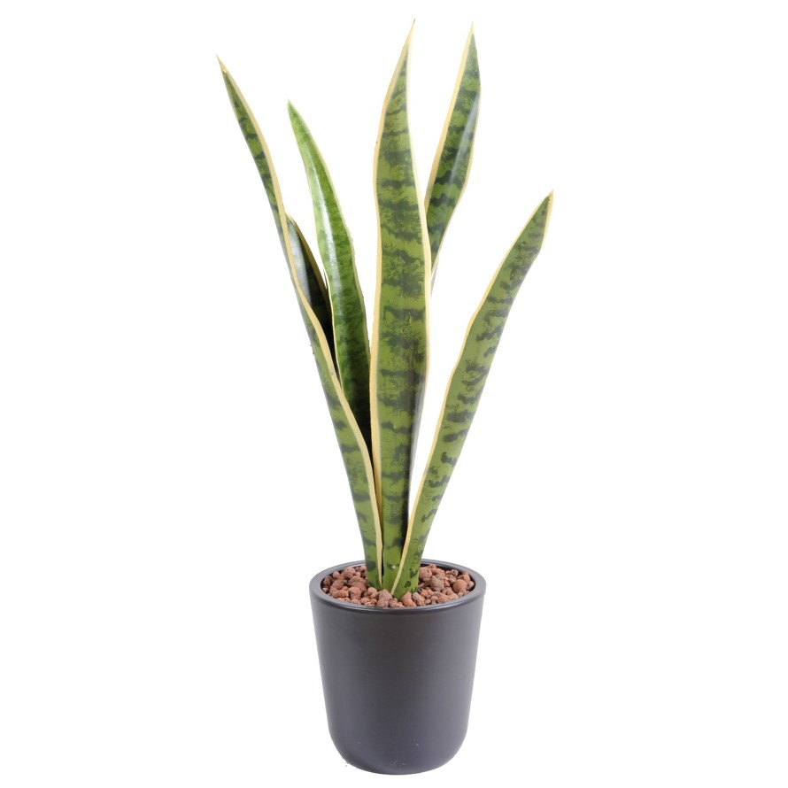 SANSEVIERIA PIQUET MM