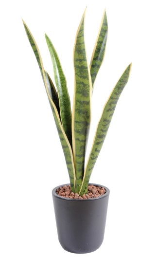 SANSEVIERIA PIQUET MM