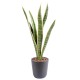 SANSEVIERIA PIQUET MM