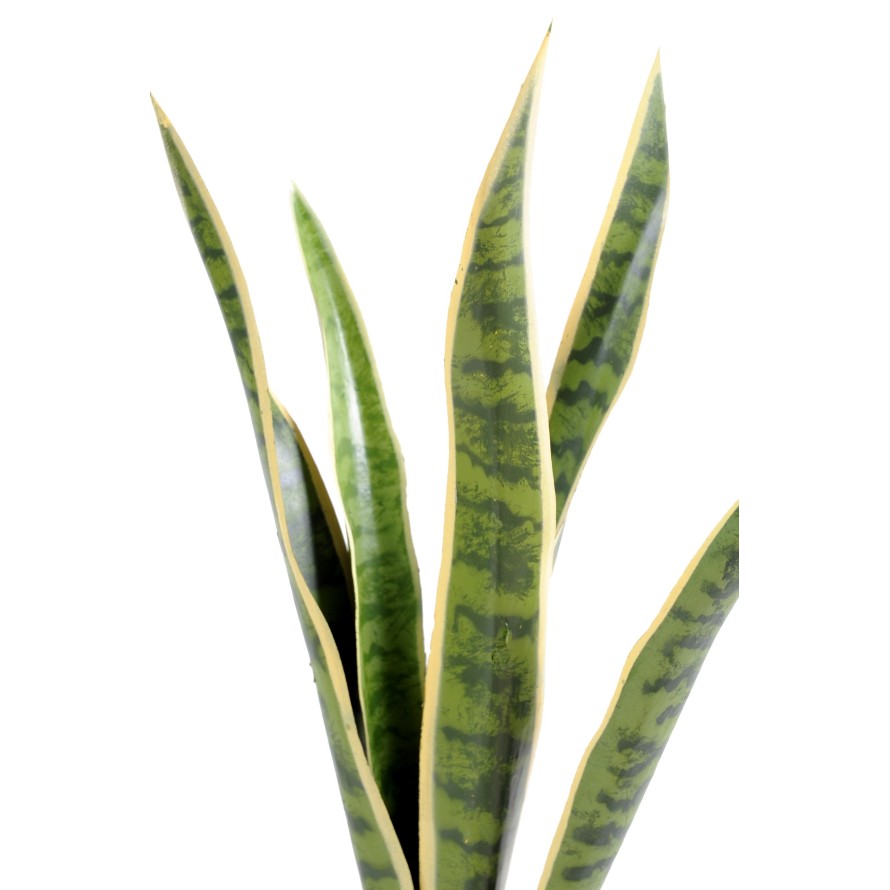 SANSEVIERIA PIQUET MM