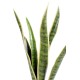 SANSEVIERIA PIQUET MM