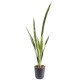 SANSEVIERIA PIQUET GM