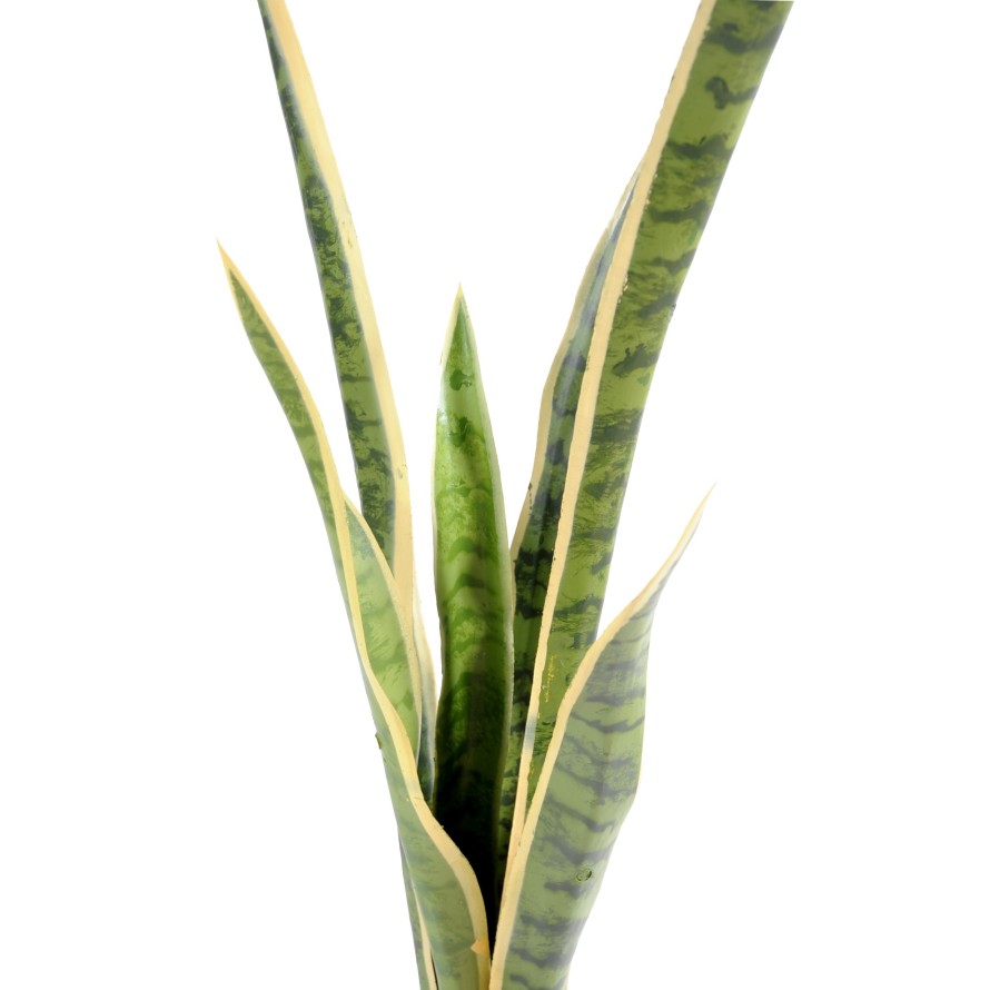 SANSEVIERIA PIQUET GM