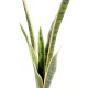 SANSEVIERIA PIQUET GM