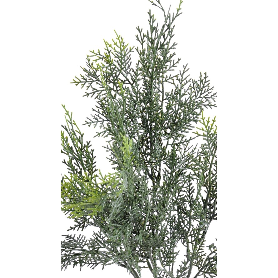 LAWSON CYPRESS SPRAY