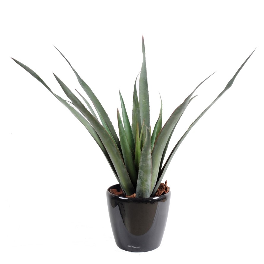 ALOE FEROX PLAST