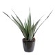 ALOE FEROX PLAST