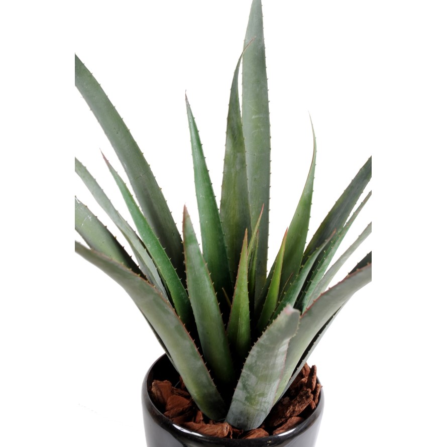 ALOE FEROX PLAST