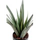 ALOE FEROX PLAST