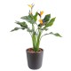 STRELITZIA PLAST