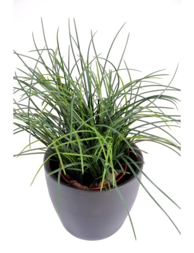 HERBE FINE POT