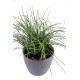 HERBE FINE POT