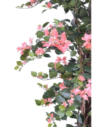 BOUGAINVILLEA NEW LIANAS