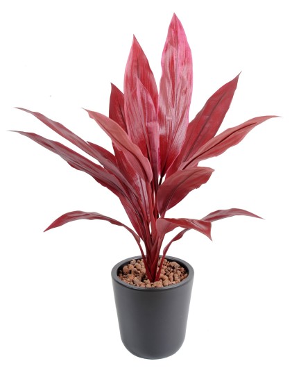 DRACAENA CORDYLINE