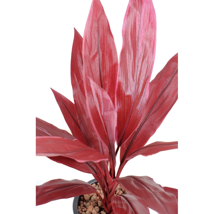 DRACAENA CORDYLINE