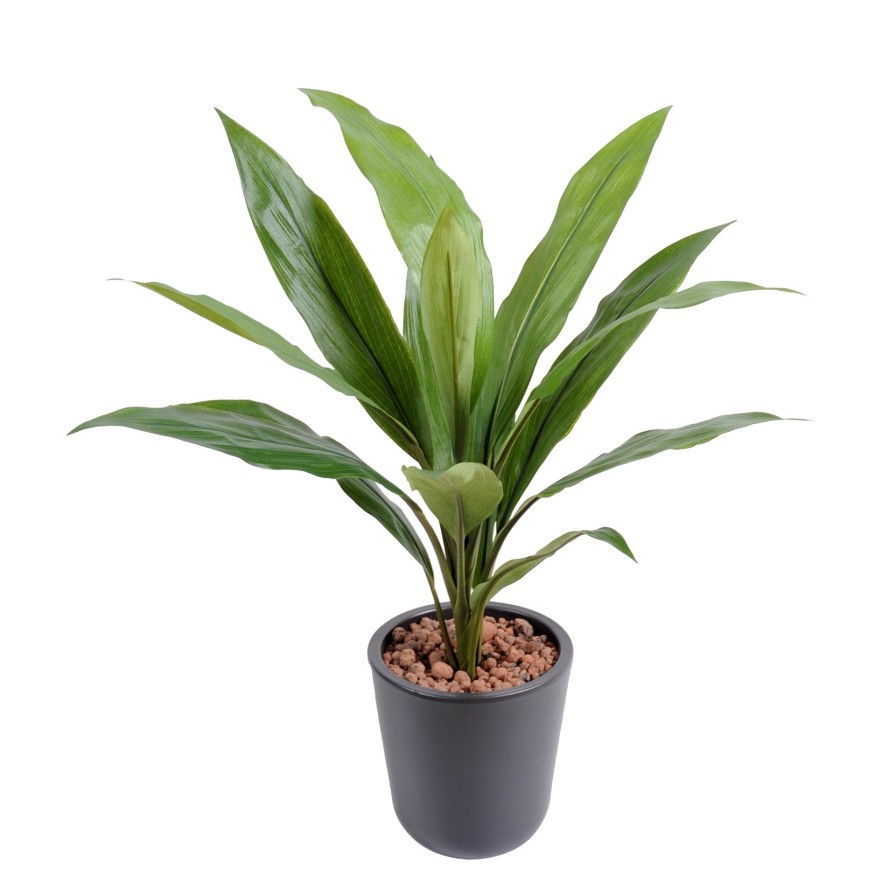 DRACAENA CORDYLINE