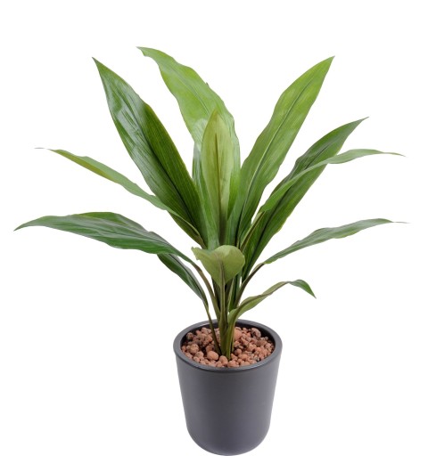 DRACAENA CORDYLINE