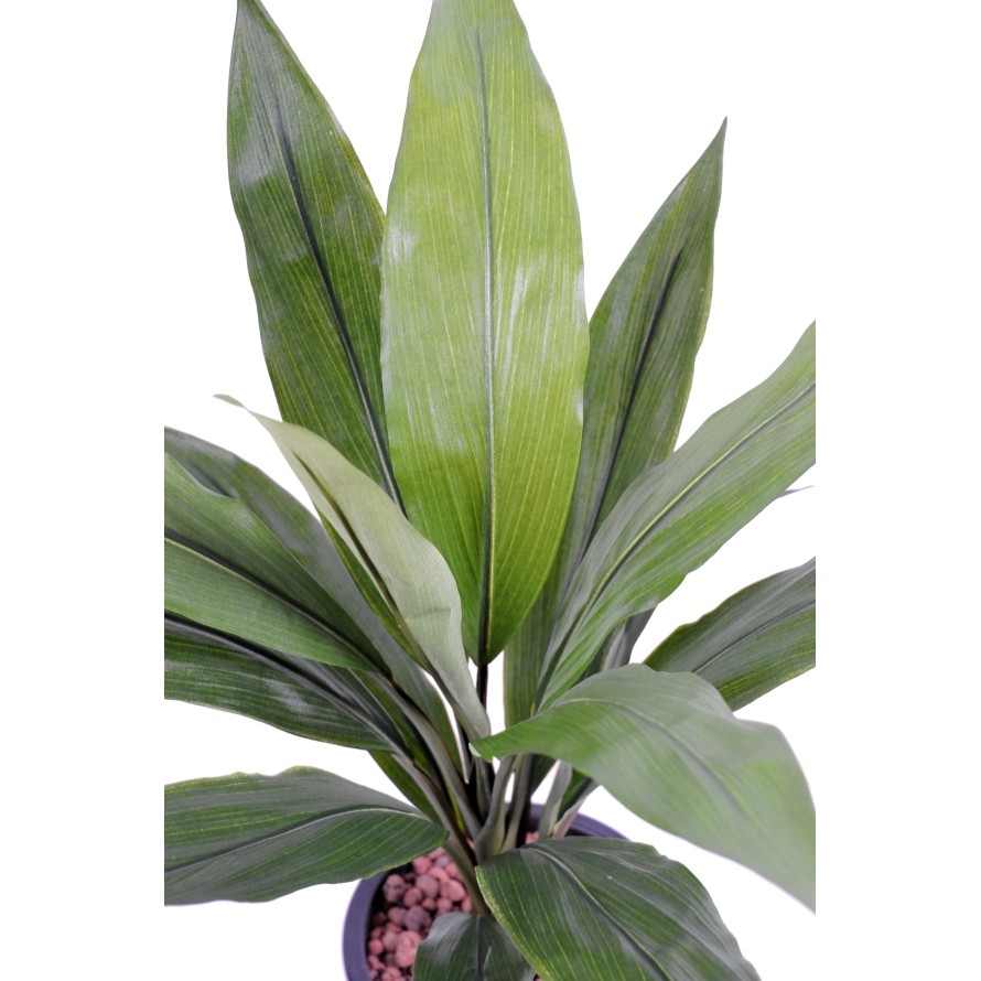 DRACAENA CORDYLINE