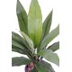 DRACAENA CORDYLINE