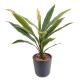 DRACAENA CORDYLINE