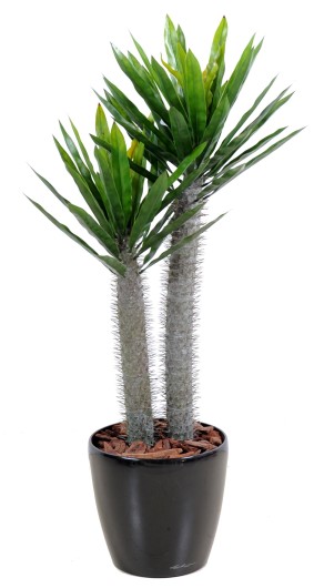 PACHYPODIUM