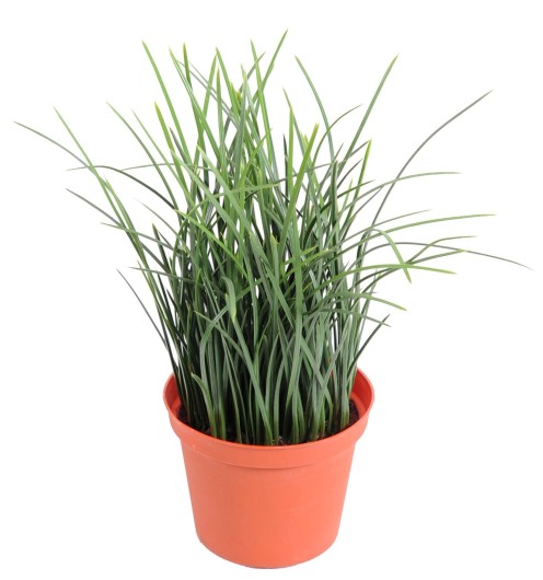 HERBE FINE POT