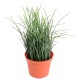 HERBE FINE POT