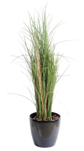 HERBE HONEY GRASS