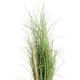 HERBE HONEY GRASS