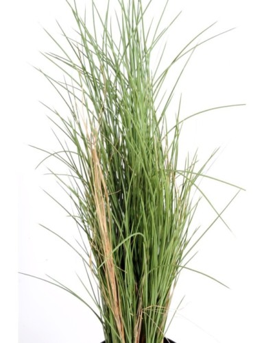 HERBE HONEY GRASS