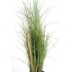 HERBE HONEY GRASS