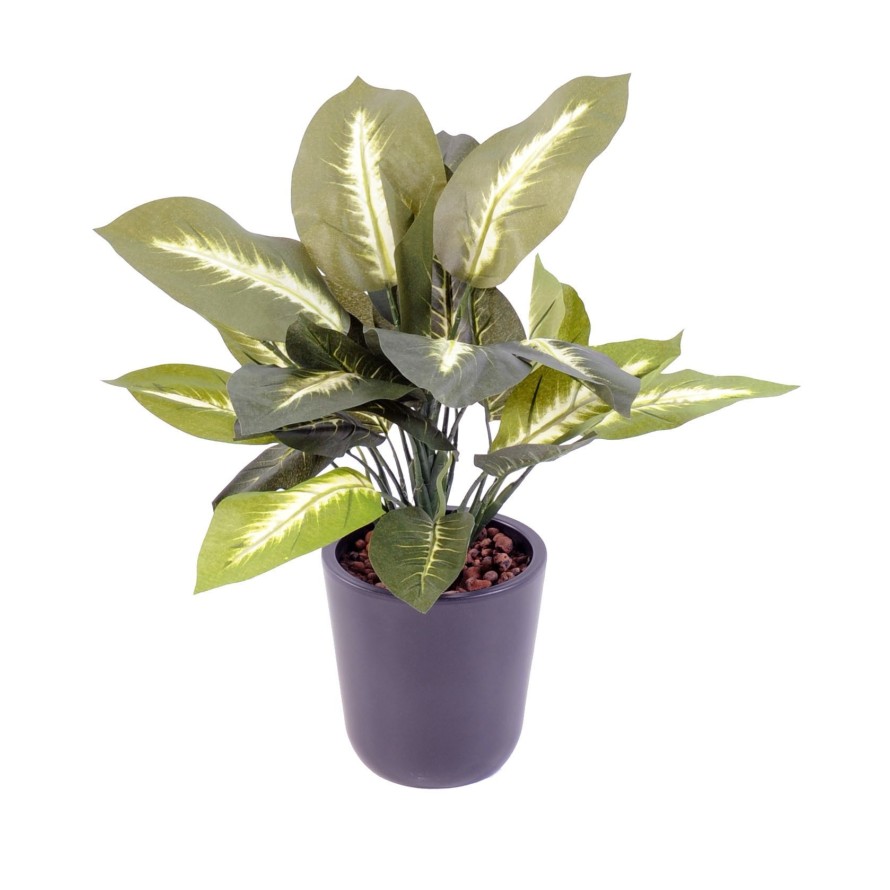 DIEFFENBACHIA